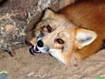 Agija Urtāne (archive of Mini Zoo Salmiņi)