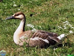 Agija Urtāne (archive of Mini Zoo Salmiņi)