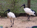 Agija Urtāne (archive of Mini Zoo Salmiņi)