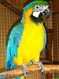 Agija Urtāne (archive of Mini Zoo Salmiņi)