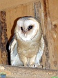 Agija Urtāne (archive of Mini Zoo Salmiņi)