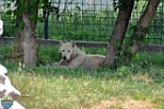 Alex Kantorovich, 28.05. 2011
