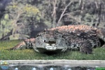 Alex Kantorovich, 29.10. 2016