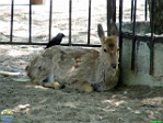 Roman Hynek, 20.05. 2012