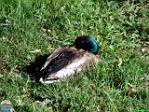 Roman Hynek, 29.05. 2011