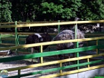 Roman Hynek, 28.05. 2011