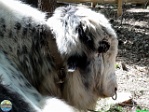 Roman Hynek, 29.05. 2011