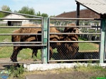 Roman Hynek, 29.05. 2011