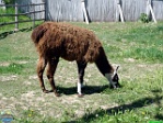 Roman Hynek, 29.05. 2011
