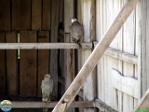 Roman Hynek, 29.05. 2011