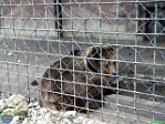 Konstantin Krasnopol'skiy, 23.1. 2011